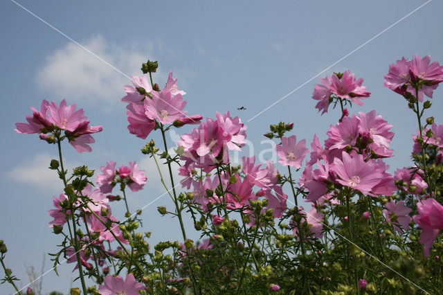 Groot kaasjeskruid (Malva sylvestris)