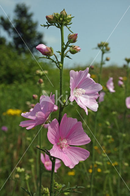 Common Mallow (Malva sylvestris)