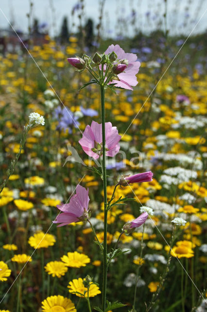 Groot kaasjeskruid (Malva sylvestris)