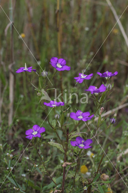 Large Venus's-looking-glass (Legousia speculum-veneris)