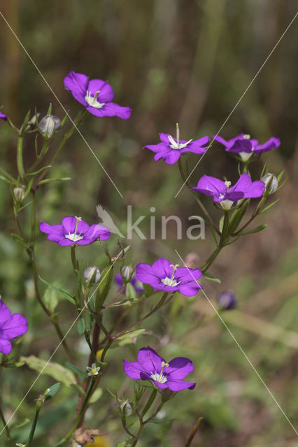 Groot spiegelklokje (Legousia speculum-veneris)