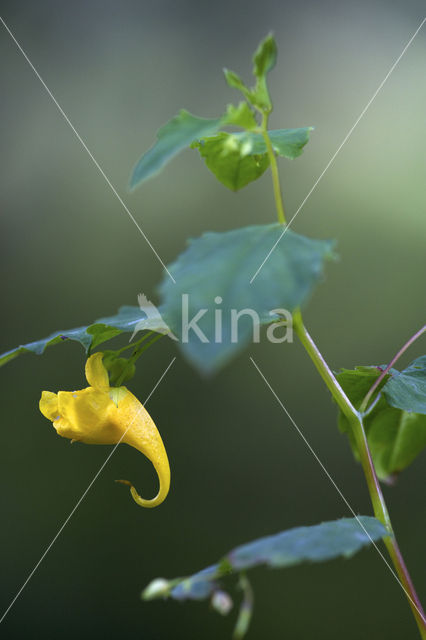 Groot springzaad (Impatiens noli-tangere)