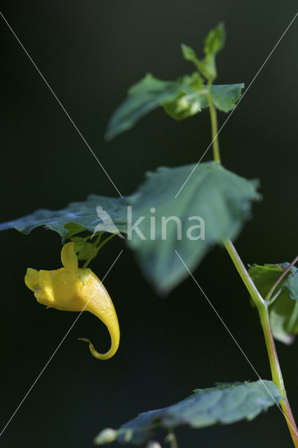 Groot springzaad (Impatiens noli-tangere)