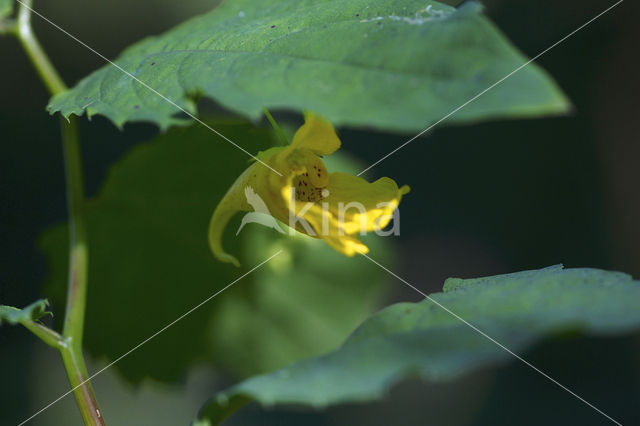 Groot springzaad (Impatiens noli-tangere)