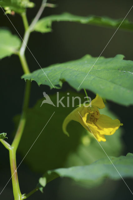 Groot springzaad (Impatiens noli-tangere)