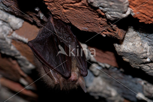 brown big-eared bat (Plecotus auritus)