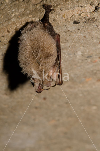 brown big-eared bat (Plecotus auritus)