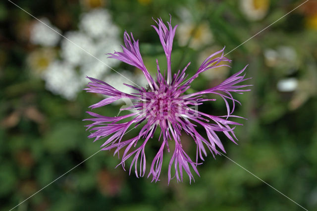 Greater Knapweed (Centaurea scabiosa)