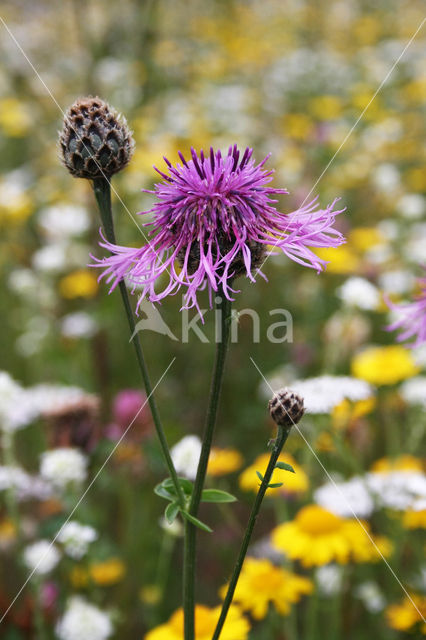 Greater Knapweed (Centaurea scabiosa)