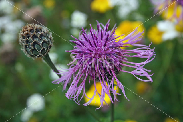 Greater Knapweed (Centaurea scabiosa)