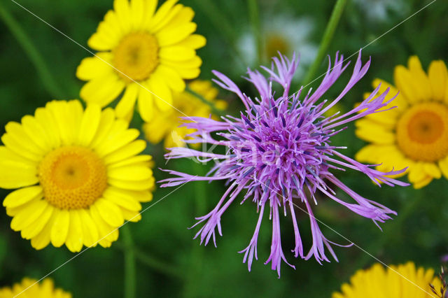 Greater Knapweed (Centaurea scabiosa)