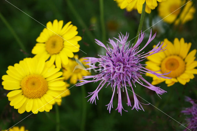 Greater Knapweed (Centaurea scabiosa)