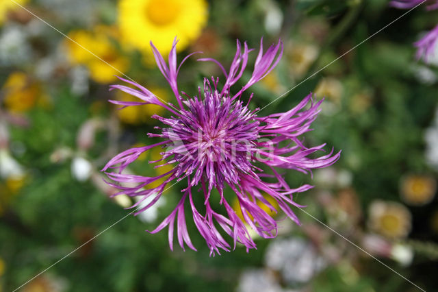 Greater Knapweed (Centaurea scabiosa)