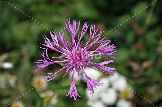 Grote centaurie (Centaurea scabiosa)