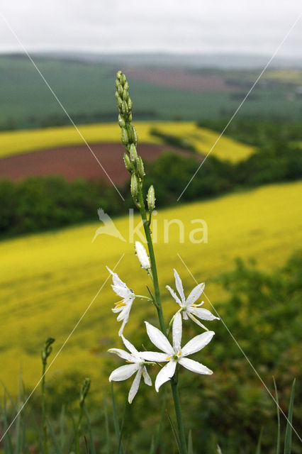 St. Bernards Lily (Anthericum liliago)