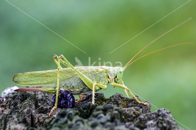 Grote groene sabelsprinkhaan (Tettigonia viridissima)