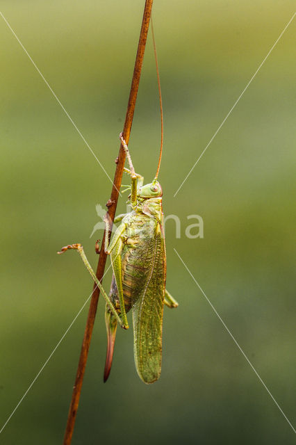 Grote groene sabelsprinkhaan (Tettigonia viridissima)