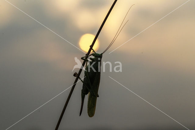 Grote groene sabelsprinkhaan (Tettigonia viridissima)