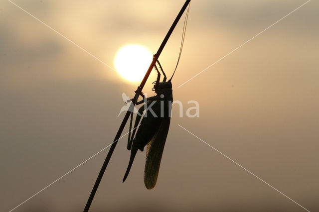 Grote groene sabelsprinkhaan (Tettigonia viridissima)