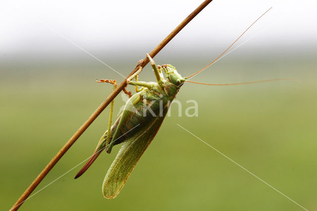 Grote groene sabelsprinkhaan (Tettigonia viridissima)