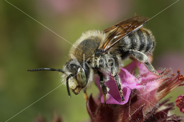 Grote harsbij (Anthidium byssinum)