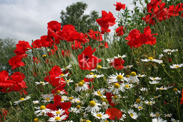 Grote klaproos (Papaver rhoeas)