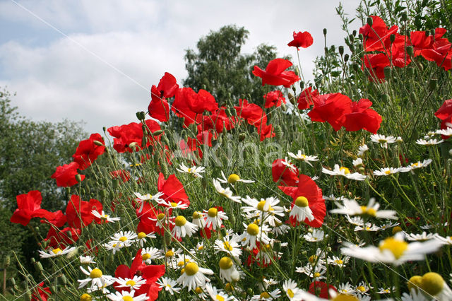 Grote klaproos (Papaver rhoeas)