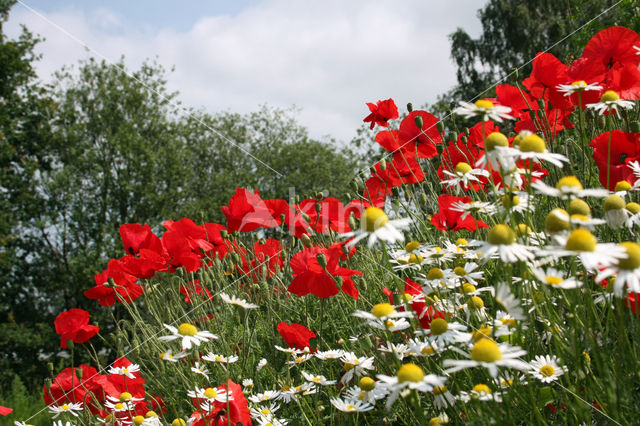 Field Poppy (Papaver rhoeas)