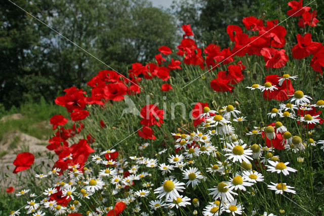 Grote klaproos (Papaver rhoeas)