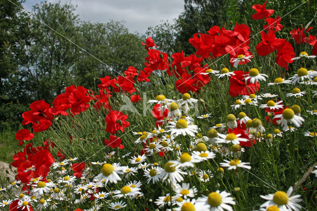 Grote klaproos (Papaver rhoeas)