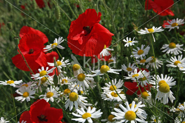 Grote klaproos (Papaver rhoeas)