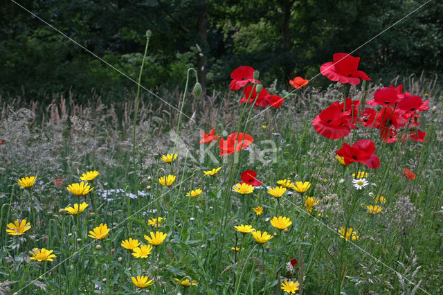 Grote klaproos (Papaver rhoeas)