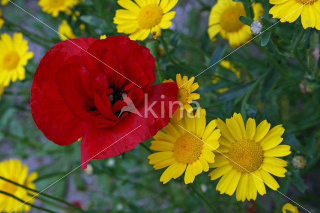 Field Poppy (Papaver rhoeas)