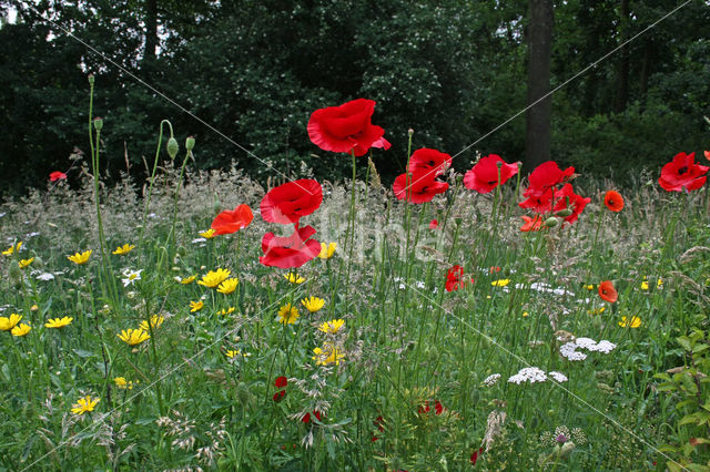 Grote klaproos (Papaver rhoeas)