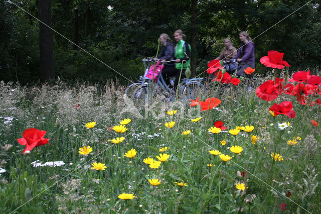 Grote klaproos (Papaver rhoeas)