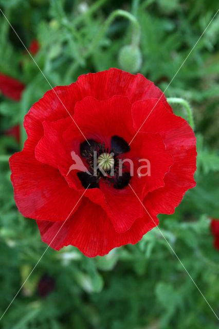 Grote klaproos (Papaver rhoeas)