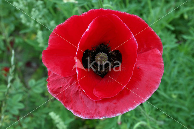 Grote klaproos (Papaver rhoeas)