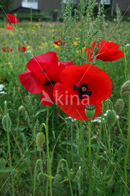 Grote klaproos (Papaver rhoeas)