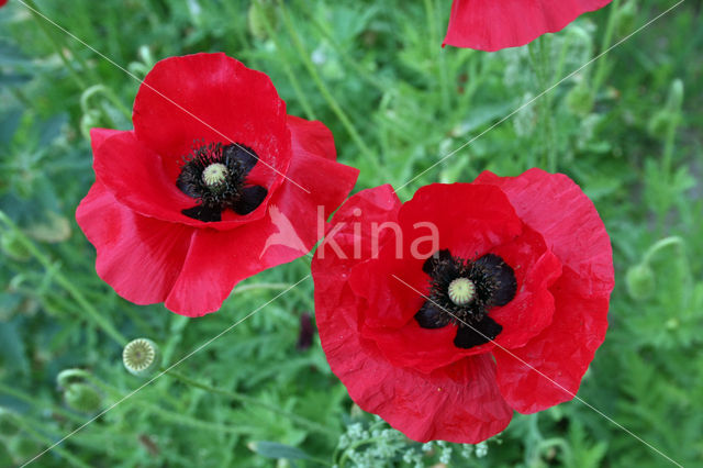 Grote klaproos (Papaver rhoeas)