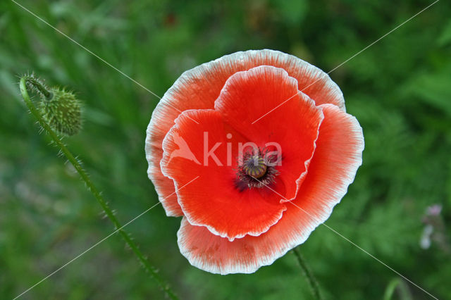 Grote klaproos (Papaver rhoeas)