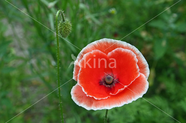 Grote klaproos (Papaver rhoeas)