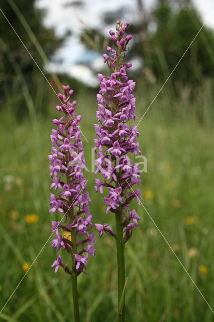 Grote muggenorchis (Gymnadenia conopsea)