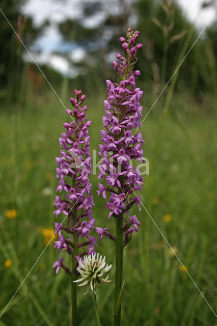 Fragant Orchid (Gymnadenia conopsea)