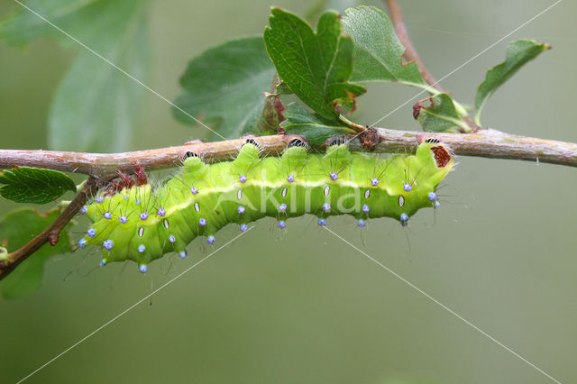 Giant Peacock moth (Saturnia pyri)