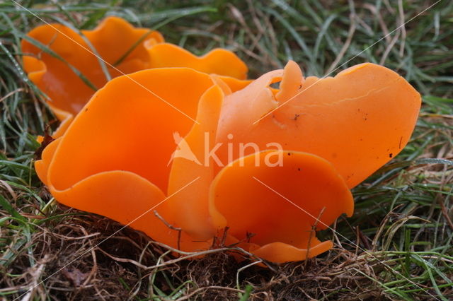 Orange Peel Fungus (Aleuria aurantia)