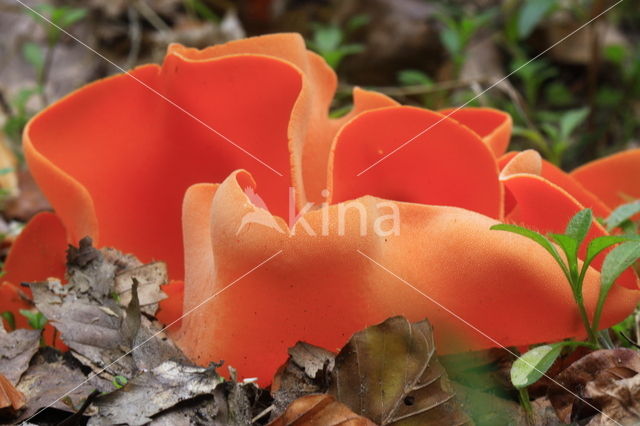 Grote oranje bekerzwam (Aleuria aurantia)