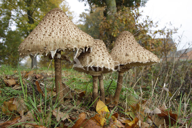 Grote parasolzwam (Macrolepiota procera)