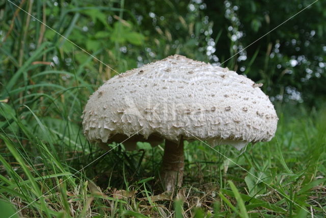 Grote parasolzwam (Macrolepiota procera)