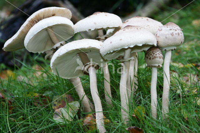 Grote parasolzwam (Macrolepiota procera)