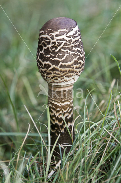 Grote parasolzwam (Macrolepiota procera)